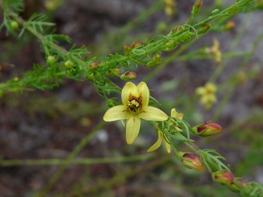 {Seymeria cassioides}